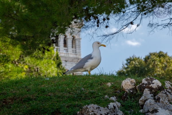 urlaub-in-kroatien-istrien-vom-25-09-2017-bis-02-10-2017-0429D1DD2007-2B1B-FC18-6E8B-FDABD49044EF.jpg