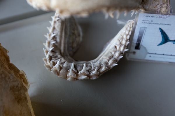daenemark-nordjutland-2016-1374526FBDE-CE8A-4549-F851-F450831CC777.jpg