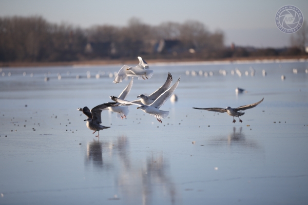 urlaub-an-der-ostsee-in-rerik-vom-04-01-2016-bis-08-01-2016-2451A6D4762-FD7B-E296-CF7E-F9B16D015FCF.jpg