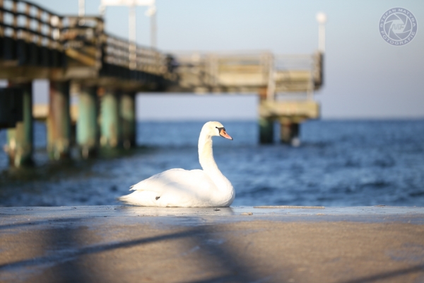 urlaub-an-der-ostsee-in-rerik-vom-04-01-2016-bis-08-01-2016-27394E9590A-C993-064D-B853-FBD14A8E4AFD.jpg