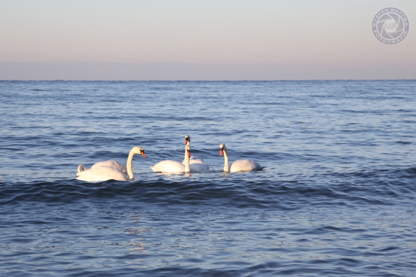urlaub-an-der-ostsee-in-rerik-vom-04-01-2016-bis-08-01-2016-4961C00F39C-0F88-8A99-4C1E-ED2910D2DDAC.jpg