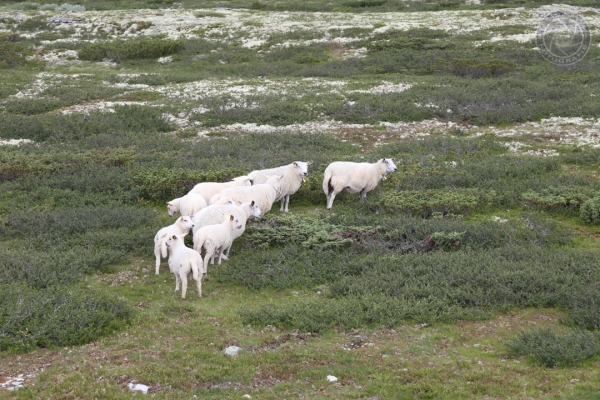 norwegen-ost-norwegen-2014-5053963AF4-1D6D-ED87-3DFE-8E31EFDC4E0D.jpg