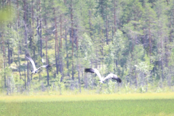 norwegen-ost-norwegen-2014-583771BDEF-030C-0273-1A82-E99F4E1BCCF2.jpg