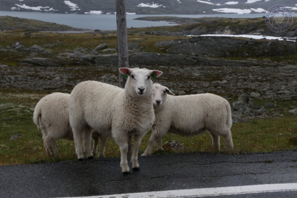 norwegen-ost-norwegen-2014-79133ABAC8-B350-DF9B-BE99-D96DE1282AAA.jpg