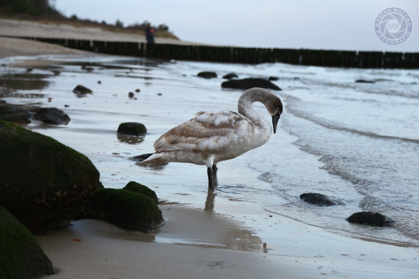 sylvester-an-der-ostsee-vom-30-12-2014-bis-05-01-2015-0805E1F51E84-E7AD-17A0-98C0-A0E279F85F3A.jpg
