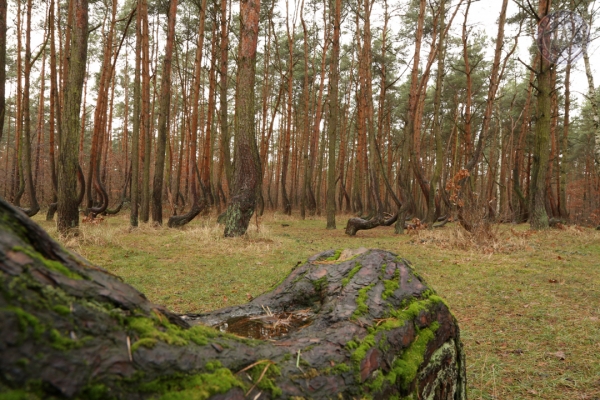 sylvester-an-der-ostsee-vom-30-12-2014-bis-05-01-2015-1894D4F7D3F2-4A76-D00E-C60B-14B37EABADB5.jpg