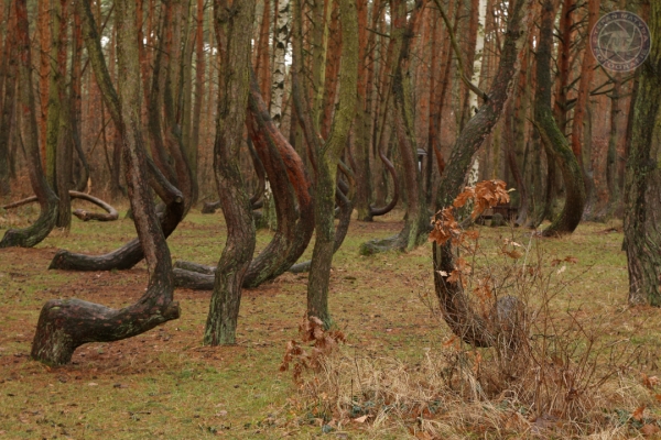 sylvester-an-der-ostsee-vom-30-12-2014-bis-05-01-2015-1906274E2404-BE4B-FA34-30DA-15D5CAF8F441.jpg