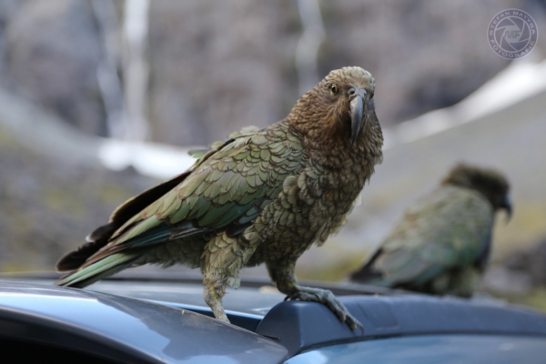 neuseeland-suedinsel-2013-045802E5FF3-1558-391C-DC20-36BEB5156339.jpg