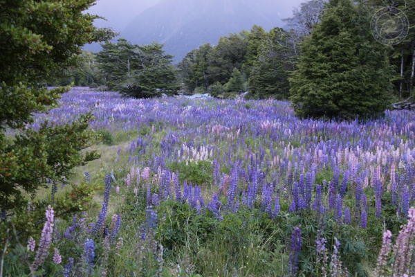 neuseeland-suedinsel-2013-046392D3FD3-FBD0-0FCD-DCB5-AA32E6BB07E0.jpg