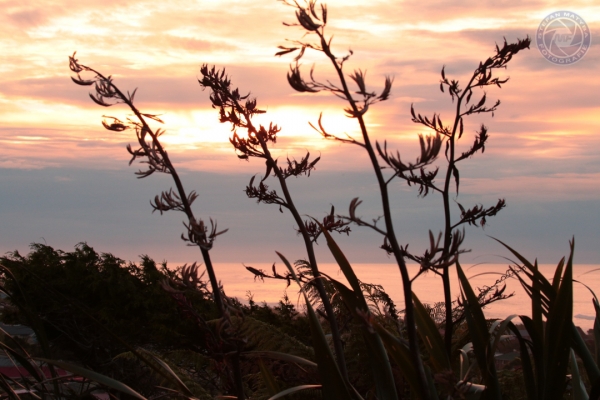 neuseeland-suedinsel-2013-0767E166E3F-7D2A-C408-03DF-AB0F4873C17C.jpg