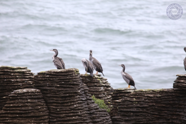 neuseeland-suedinsel-2013-0825E401607-B7C5-A9EB-F1EA-57912DFFB688.jpg