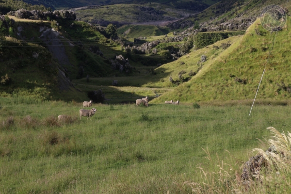 neuseeland-suedinsel-2013-0840FF8DF57-5506-ED10-B25E-CE59E6B5AD87.jpg