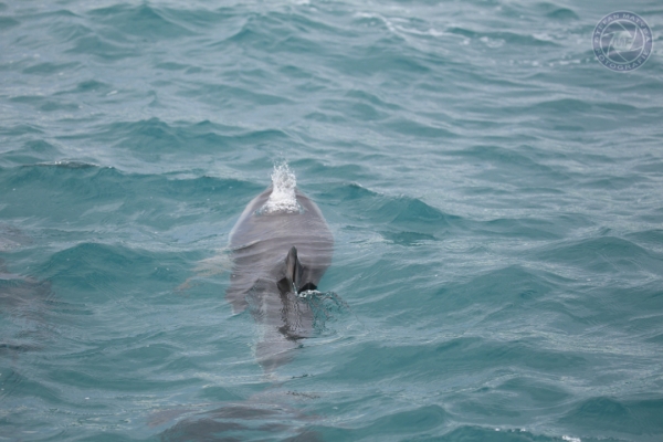 neuseeland-suedinsel-2013-092D5DEBE45-6768-0C29-DA49-638135F4279E.jpg