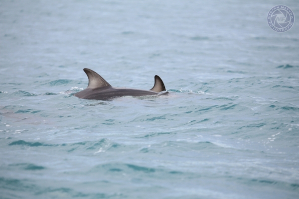 neuseeland-suedinsel-2013-093AC4F7279-6EAF-58F9-4555-89586D69BF49.jpg