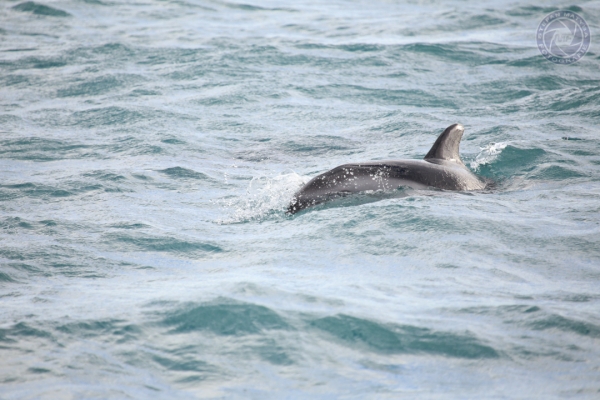 neuseeland-suedinsel-2013-094351C78DD-EA3E-5776-1834-8CA0B24C7A3D.jpg