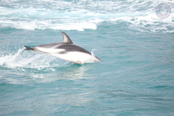 neuseeland-suedinsel-2013-09618604DD4-43FD-307E-9036-FF7C994891AF.jpg