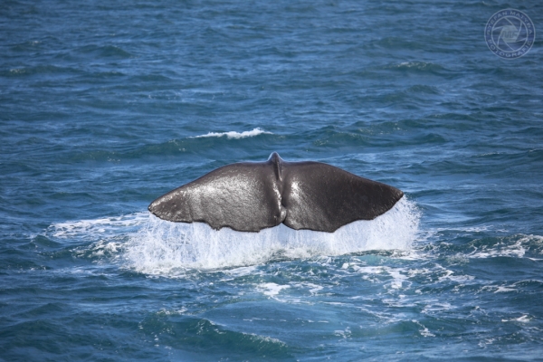 neuseeland-suedinsel-2013-10118498D09-BFB8-7B2A-5789-47A76A762E6D.jpg