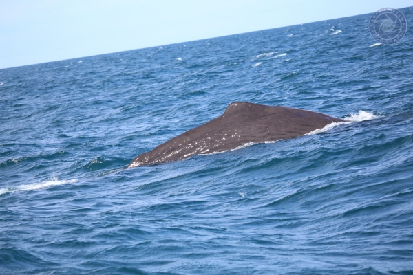 neuseeland-suedinsel-2013-1023C659B85-474E-FB11-F1A1-1DC4E5F196E1.jpg