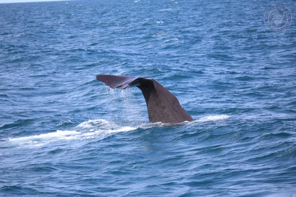 neuseeland-suedinsel-2013-1031ACDDAA0-FD38-0042-9A98-33A11748F5FA.jpg