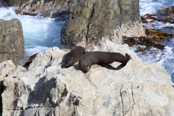 neuseeland-suedinsel-2013-1057F4818D1-9F9F-49AE-03D5-D8556A66538C.jpg