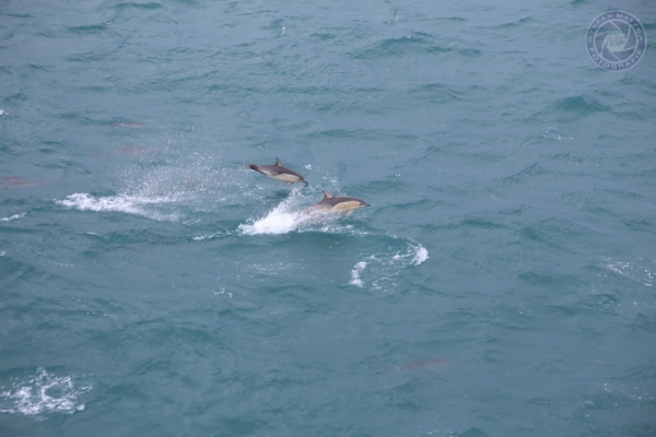 neuseeland-suedinsel-2013-111C8F9ADCF-9CFB-AEC2-0CD4-F091B23355DD.jpg