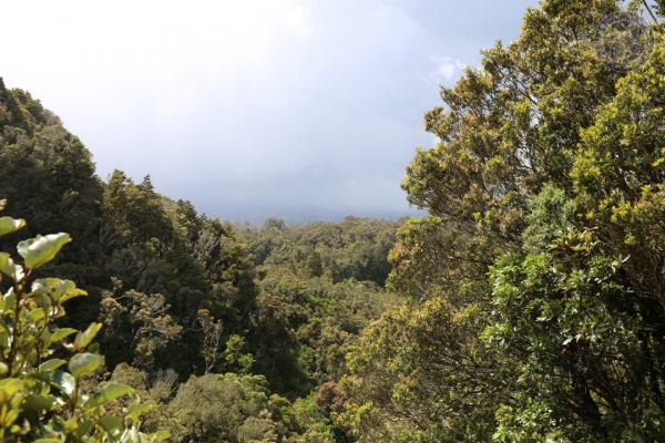 neuseeland-nordinsel-2013-025138E369A-958B-9643-3DC6-5A604FA40945.jpg