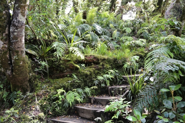 neuseeland-nordinsel-2013-028F3705F74-F5B4-A0D1-1A1C-0DBF8F4C6C41.jpg