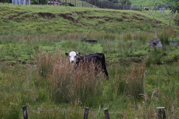 neuseeland-nordinsel-2013-035FF807E7E-CD46-6A49-F610-DB9390775166.jpg