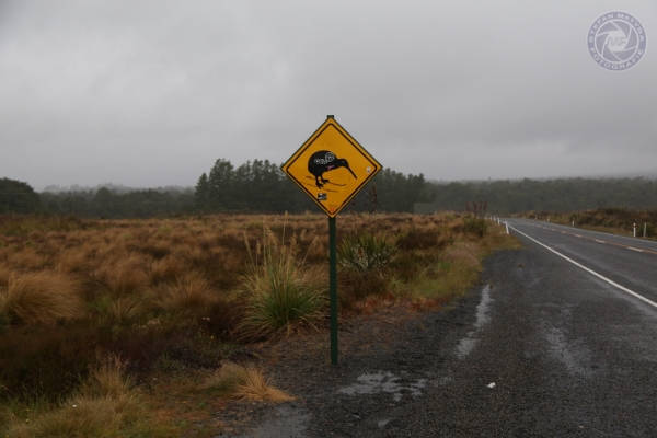 neuseeland-nordinsel-2013-042B6CEBC05-9E17-1CCA-EAB4-99474BFFB73B.jpg