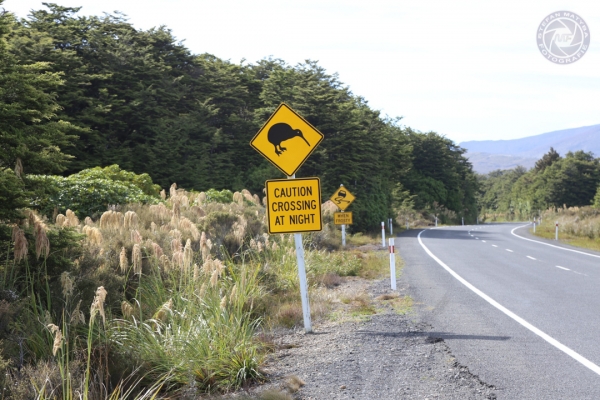 neuseeland-nordinsel-2013-043BD88629C-DBD0-2749-8043-95F66E7BFF24.jpg