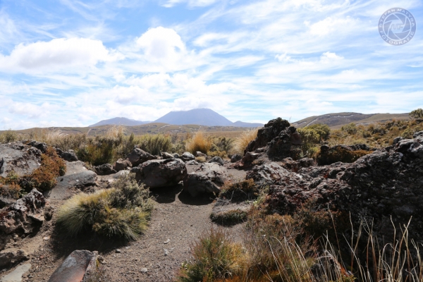 neuseeland-nordinsel-2013-048271B7BB5-8B3F-8D6C-F021-027602B14561.jpg