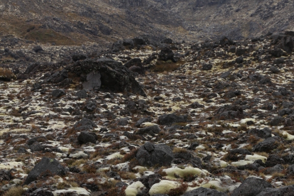 neuseeland-nordinsel-2013-070057D873E-38EA-D0F0-65EF-5422B7FE39FA.jpg