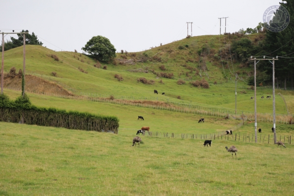 neuseeland-nordinsel-2013-1452AA6413C-A2D6-4185-784F-08E8B9E84FCD.jpg