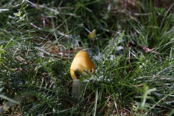 norwegen-trondelag-2014-01169EEB178-A4C3-607C-2DF6-719382FE1F2D.jpg