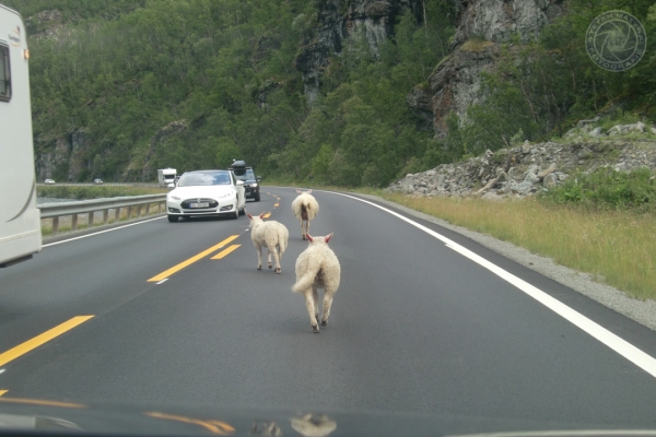 norwegen-trondelag-2014-0133C1C2752-A114-4B3B-B152-229944A2A0B1.jpg