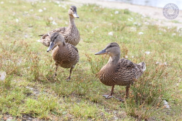 norwegen-oslo-2014-006CE9560F0-A684-82FD-E6AC-A98B799F7F10.jpg