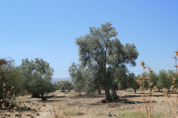 urlaub-in-griechenland-auf-kreta-vom-07-08-2011-bis-21-08-2011-05014E4851F4-7E5D-6B52-04EC-779867F31851.jpg