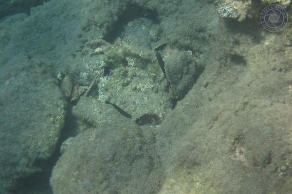 urlaub-in-griechenland-auf-kreta-vom-07-08-2011-bis-21-08-2011-0626D0610B0B-67CD-E9BC-46D4-A9EC057F8601.jpg