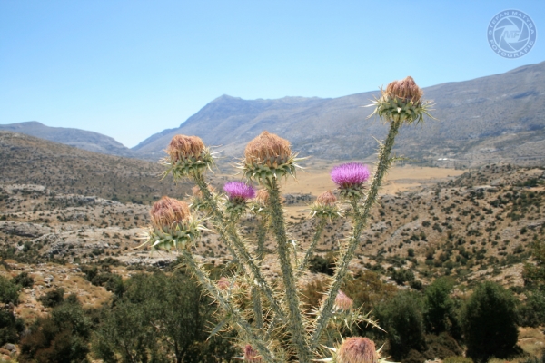 urlaub-in-griechenland-auf-kreta-vom-07-08-2011-bis-21-08-2011-12439C178A91-9B56-2F0B-667F-8885BA441623.jpg
