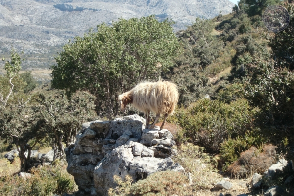 urlaub-in-griechenland-auf-kreta-vom-07-08-2011-bis-21-08-2011-1309B0A8171B-B9AA-E5A0-306C-B9FC941806F5.jpg