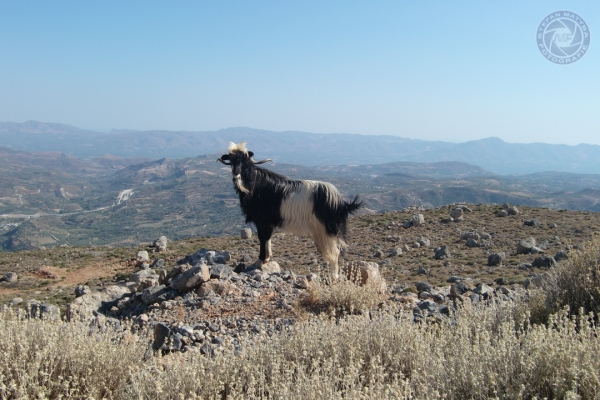 urlaub-in-griechenland-auf-kreta-vom-07-08-2011-bis-21-08-2011-1329A24A92AE-E79F-8532-7EC4-7076F9425C9C.jpg