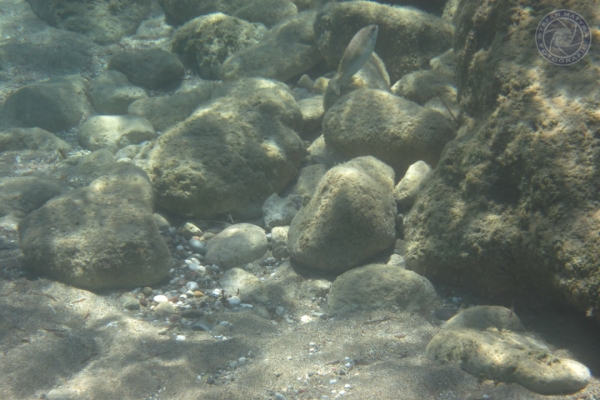 urlaub-in-griechenland-auf-kreta-vom-07-08-2011-bis-21-08-2011-140616230AF9-9526-6498-EFCD-CBFC9AE324BD.jpg