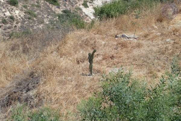 urlaub-in-griechenland-auf-kreta-vom-07-08-2011-bis-21-08-2011-14535663C603-FABE-8382-20B3-3E2E430E2040.jpg