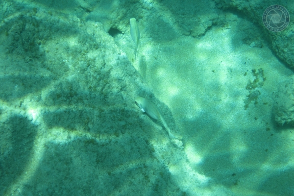 urlaub-in-griechenland-auf-kreta-vom-07-08-2011-bis-21-08-2011-1652D872C6B9-5A33-3607-F45F-15D840B3100C.jpg