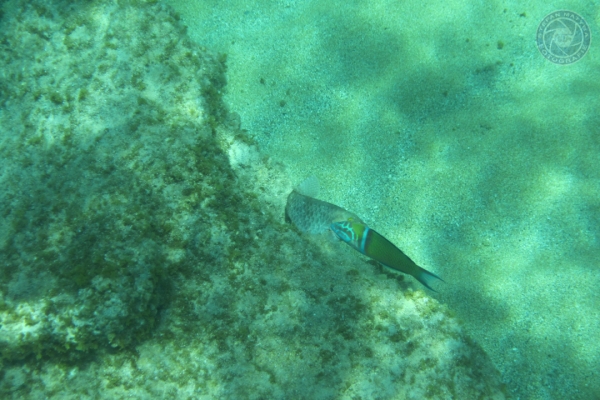 urlaub-in-griechenland-auf-kreta-vom-07-08-2011-bis-21-08-2011-16643B16184A-F1EB-E84F-4782-56BFB45BB7DD.jpg