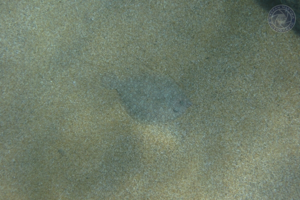 urlaub-in-griechenland-auf-kreta-vom-07-08-2011-bis-21-08-2011-1839C3A8973D-3965-8201-4B21-79D776DA2EA1.jpg