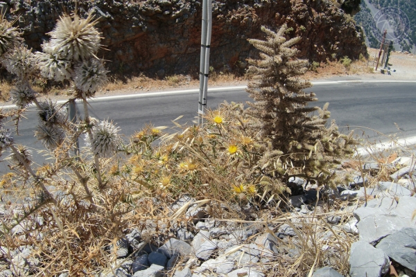 urlaub-in-griechenland-auf-kreta-vom-05-08-2012-bis-19-08-2012-0113C99B0A81-AAC5-B0CE-DEDD-3742B0222D5F.jpg