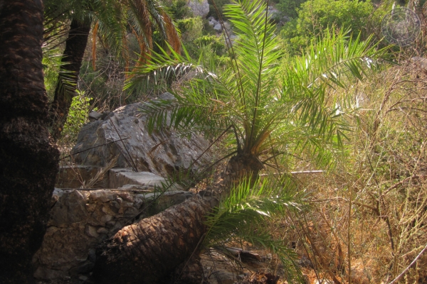 urlaub-in-griechenland-auf-kreta-vom-05-08-2012-bis-19-08-2012-051079B264C5-7BDE-A4C5-24DC-38FC16DC336C.jpg