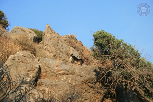 urlaub-in-griechenland-auf-kreta-vom-05-08-2012-bis-19-08-2012-0545212E6C88-A6AB-59F3-A8BD-9DCB73D0E58C.jpg