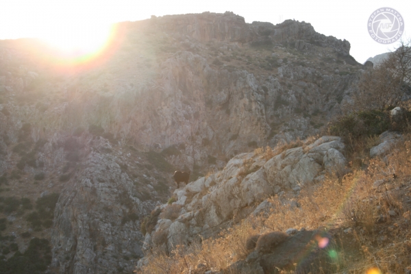 urlaub-in-griechenland-auf-kreta-vom-05-08-2012-bis-19-08-2012-0562D4C9C241-3598-30D0-4023-2700DFF03270.jpg
